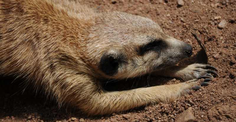 A Meerkat stretching