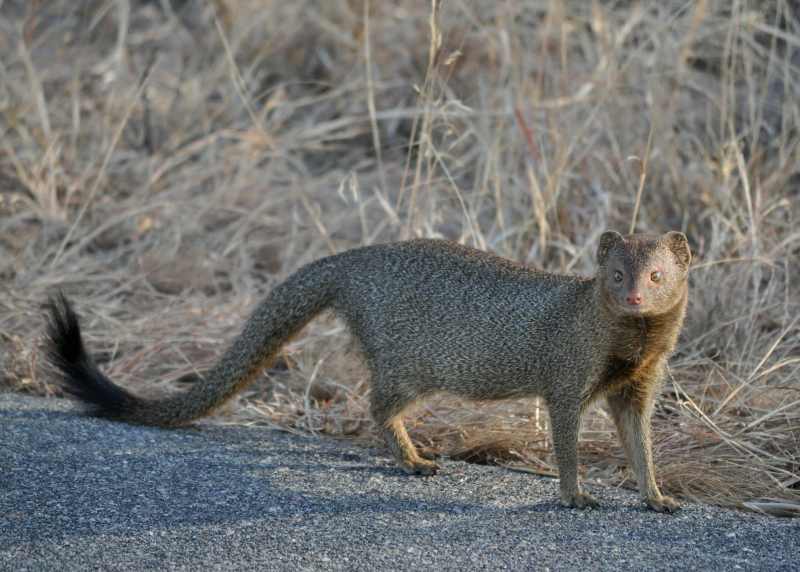 Slender Mongoose near Skukuza in Kruger National Park