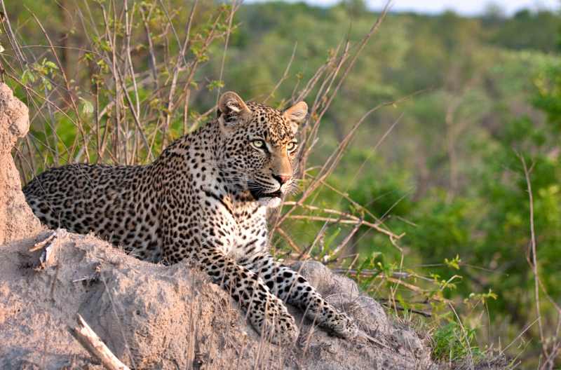Interesting facts about leopards