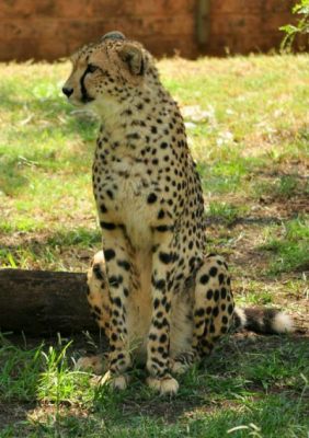 Cheetah at the National Zoological Gardens in Pretoria