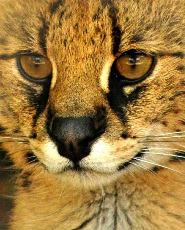 Close-up portrait of a Serval