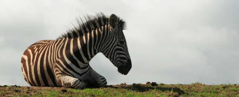 Burchell's Zebra at Tala Game Reserve