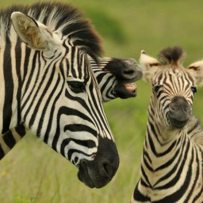 Burchell's Zebra youngster getting a nip