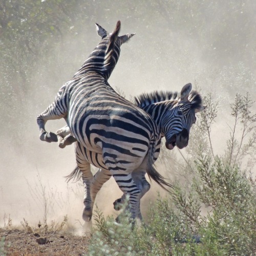Burchell's Zebras fighting in KRuger National Park