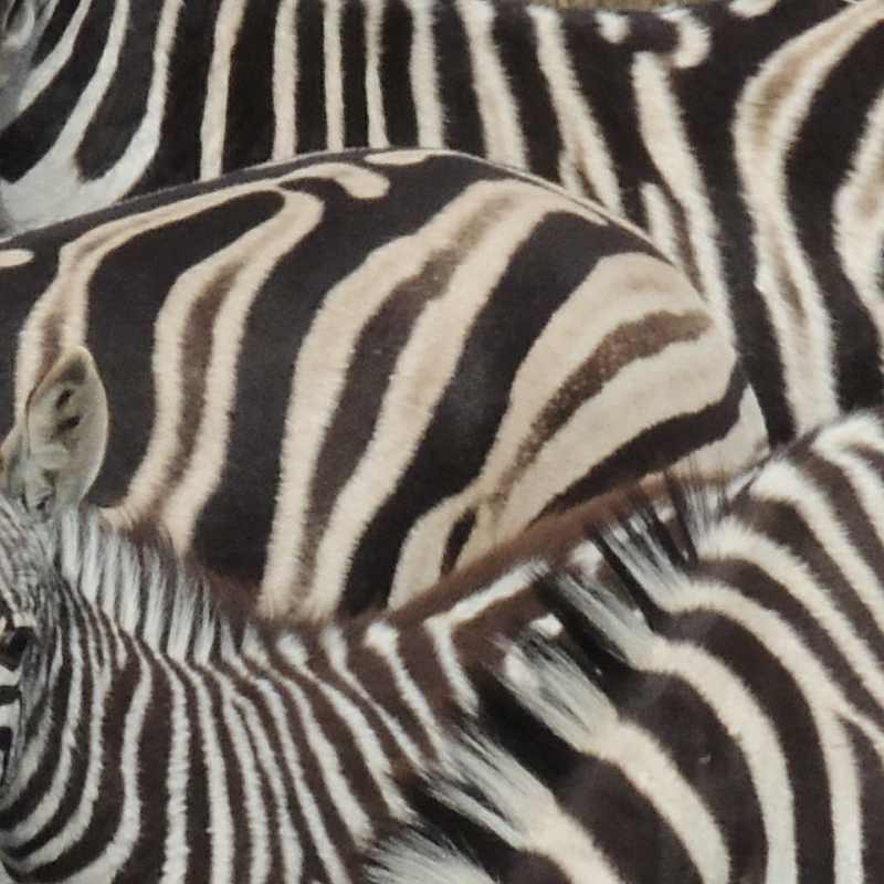 Does the black and white pattern of a Burchell's Zebra confuse predators?