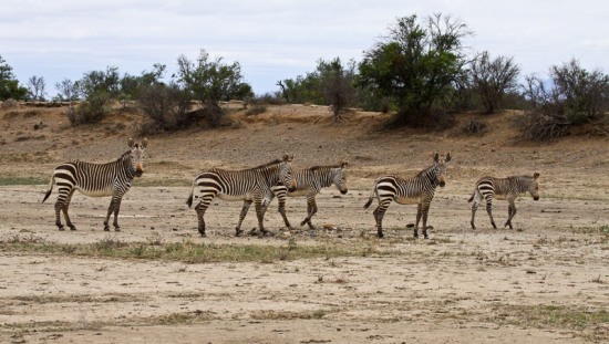 Cape Mountain Zebra herd