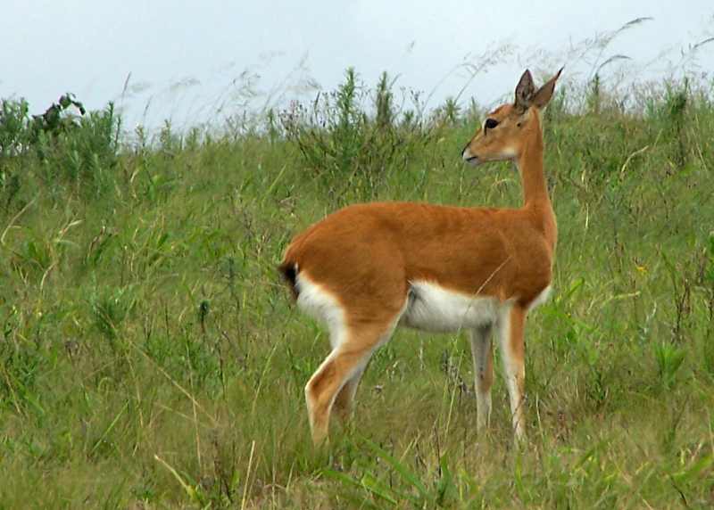 An Oribi stands in a grassy field and keeps an eye out for potential threats