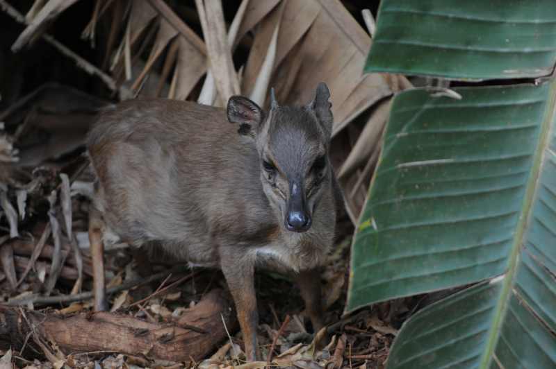 A Blue Duiker at Kenneth Stainbank Nature Reserve