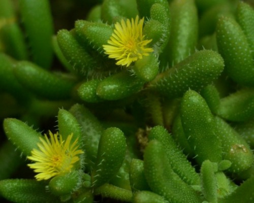Flowers of the Pickle Plant