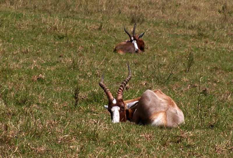 Blesbok dozing during the midday heat