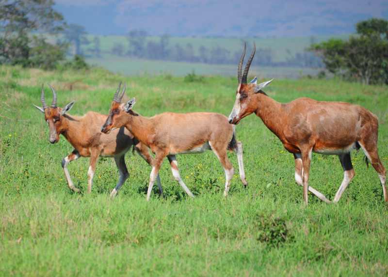 A Blesbok with two juveniles