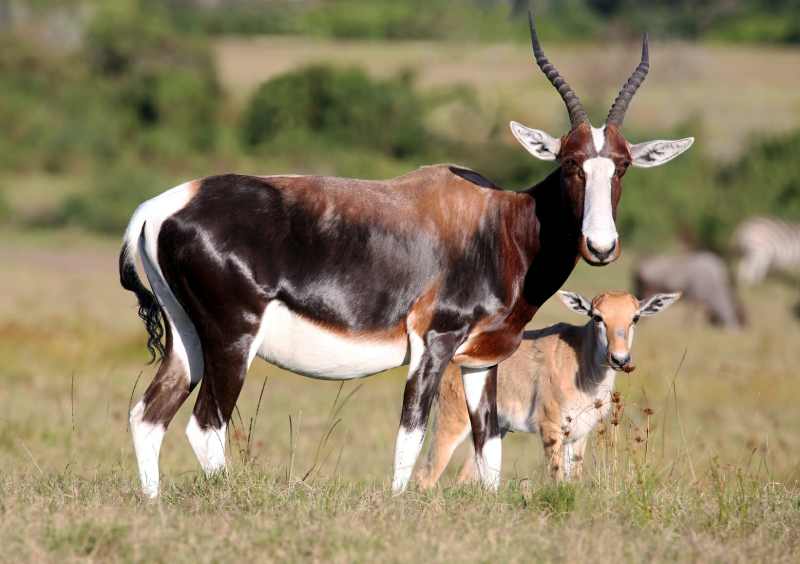 A Bontebok with a youngster
