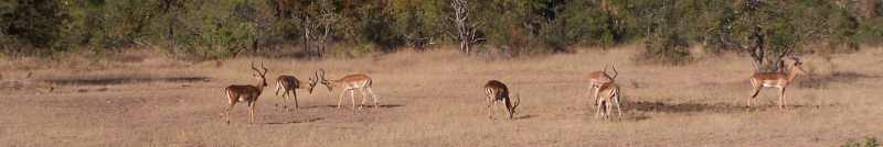 A bachelor herd of Impalas in Kruger National Park