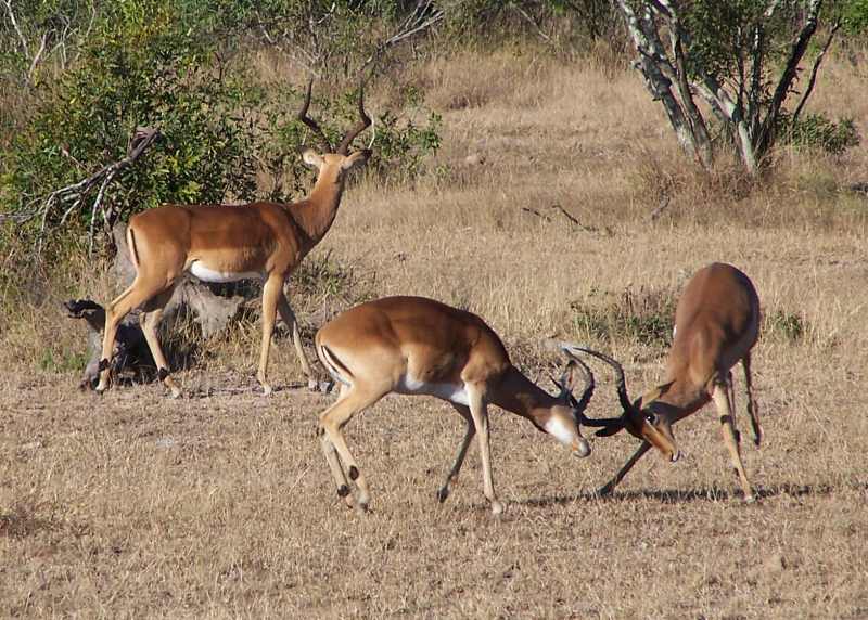 Impala rams trying out their fighting skills