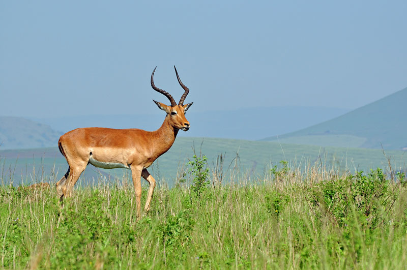 A magnificent Impala ram on the open grasslands
