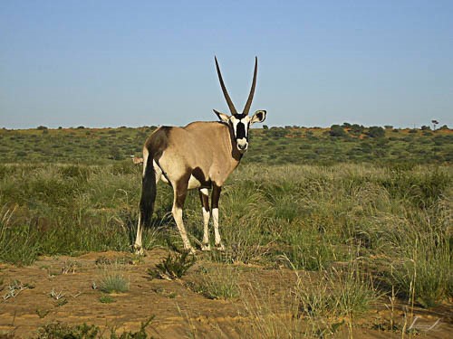 Gemsbok in the Kgaligadi Game Reserve