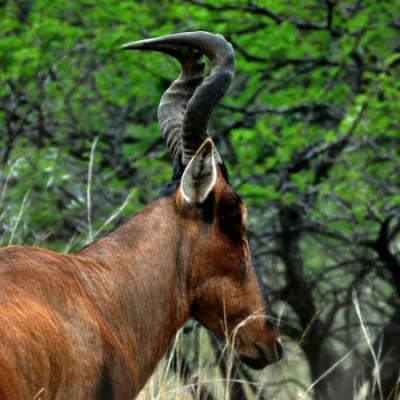 Side profile of a Red Hartebeest