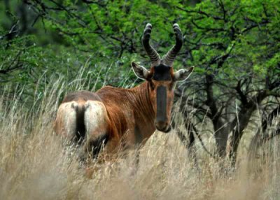 A Red Hartebeest looks back at the camera in Weenen Game Reserve