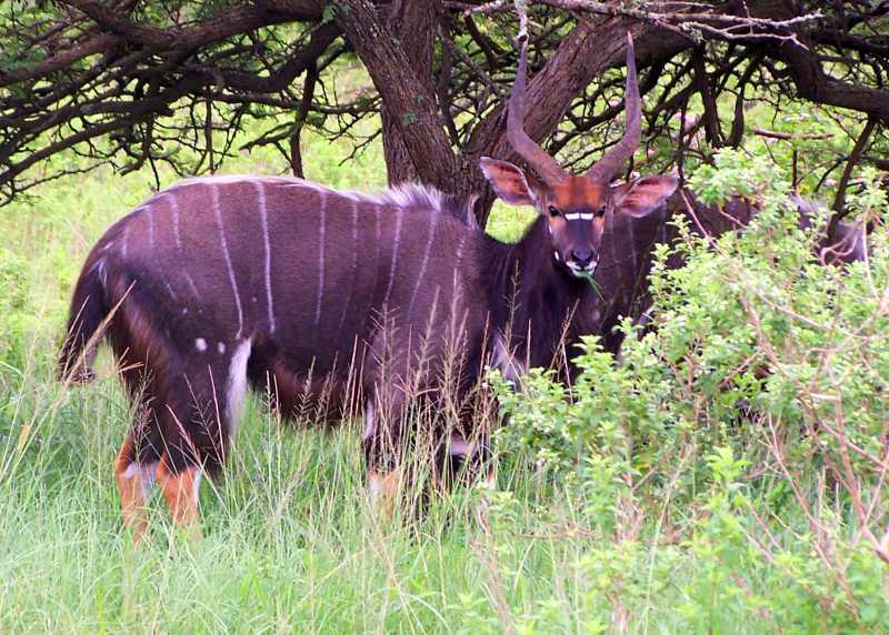 A male Nyala at Tala Game Reserve