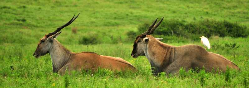 Two Eland and a Cattle Egret