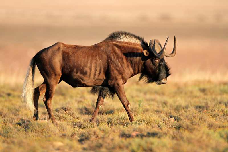 Black Wildebeest - note the blonde tail