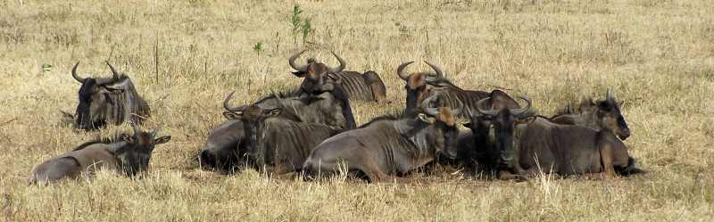 A small herd of Blue Wildebeest resting in the morning sun