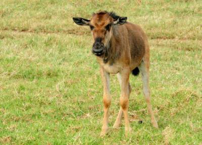 Baby Blue Wildebeest at Tala Game Reserve