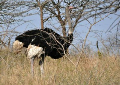 Magnificent male Ostrich at Tala Game Reserve