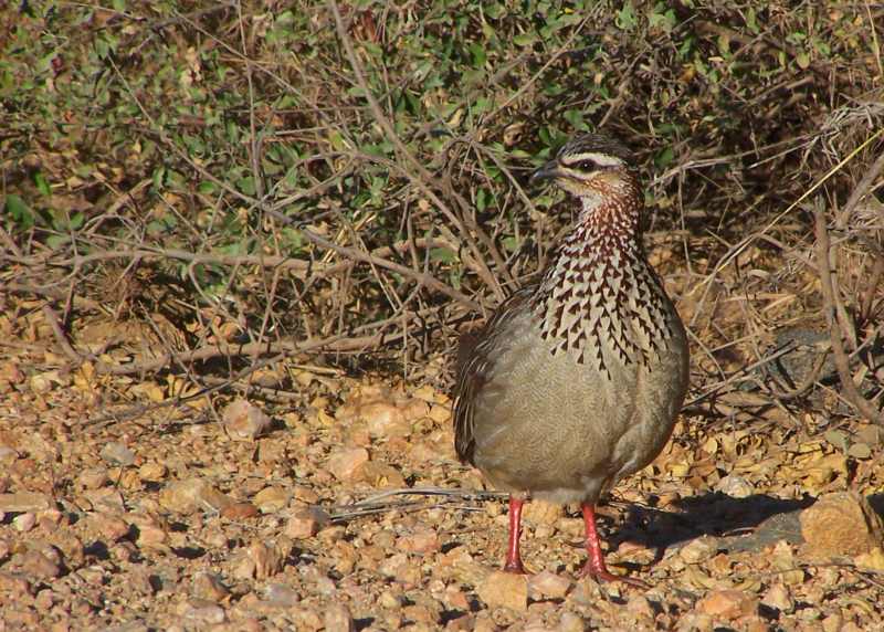 Crested Francolin on the edge of the road in Kruger National Park
