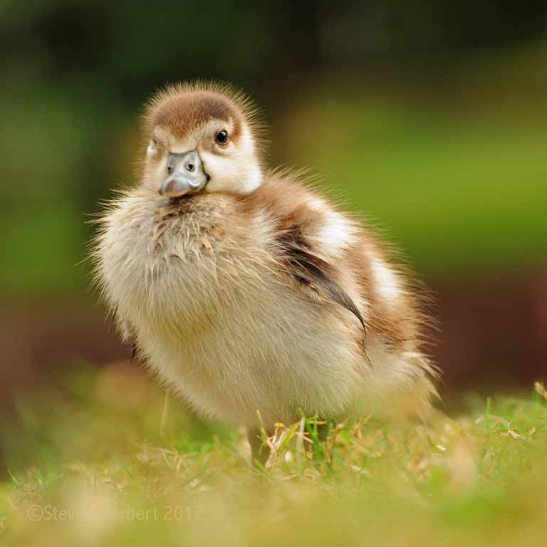 Egyptian Goose chick - cute!