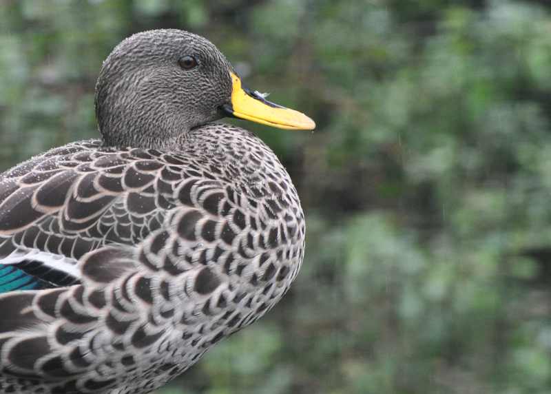 Yellow-billed Duck