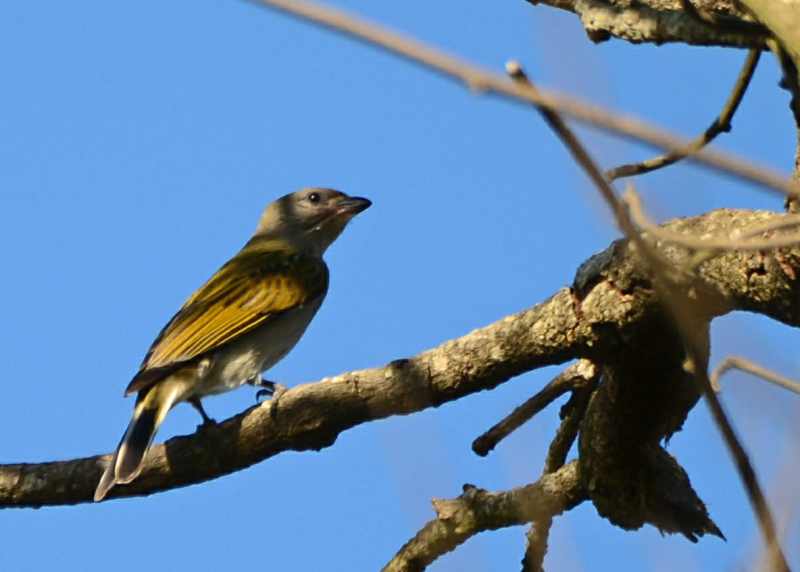 A Lesser Honeyguide in Vernon Crookes Nature Reserve