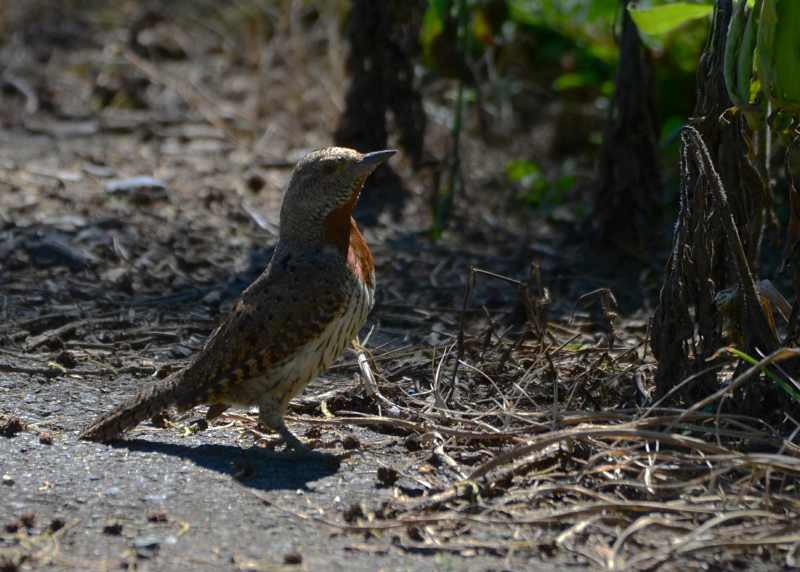 Red-throated Wryneck feeding on ants on the ground