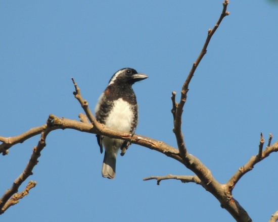 White-eared Barbets typically perch in the top of trees