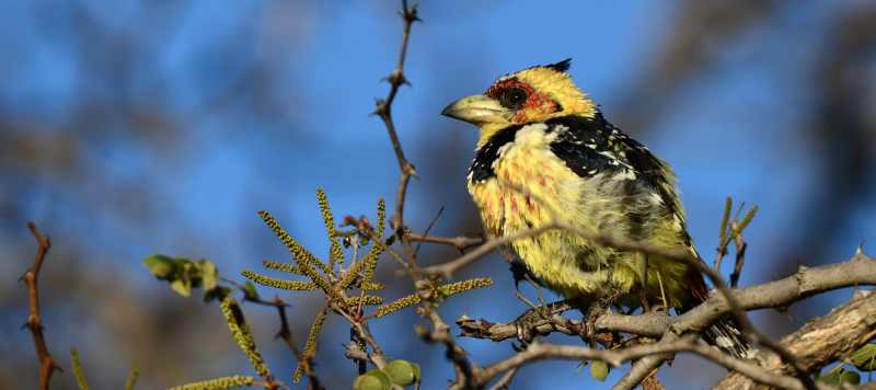 Crested Barbet catching the morning sun in Kruger National Park