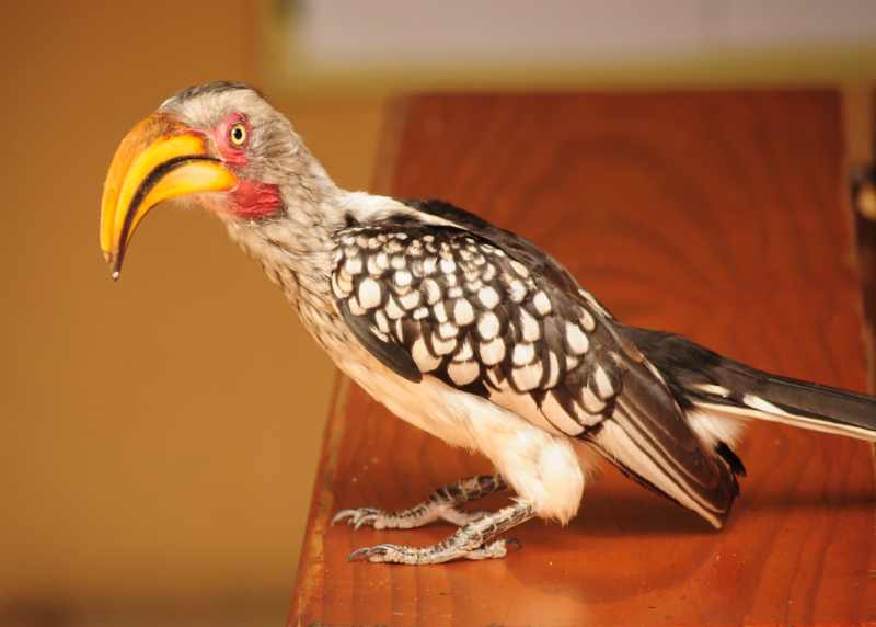 Southern Yellow-billed Hornbill on a table at Afsaal Picnic Site in Kruger National Park
