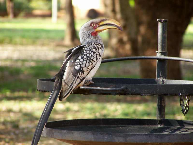 Southern Yellow-billed Hornbill on a braai at Kruger National Park