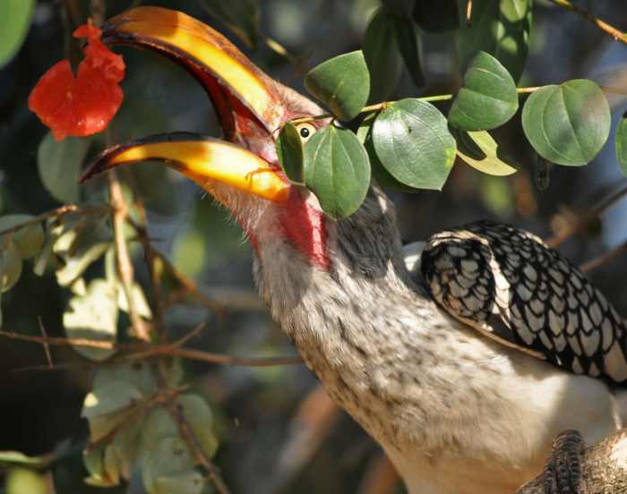 Southern Yellow-billed Hornbill tosses some tomato into the air at a picnic spot in Kruger National Park