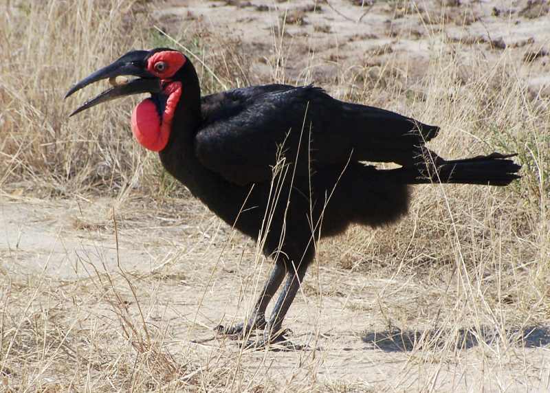 A Southern Ground Hornbill putting its large bill to good use