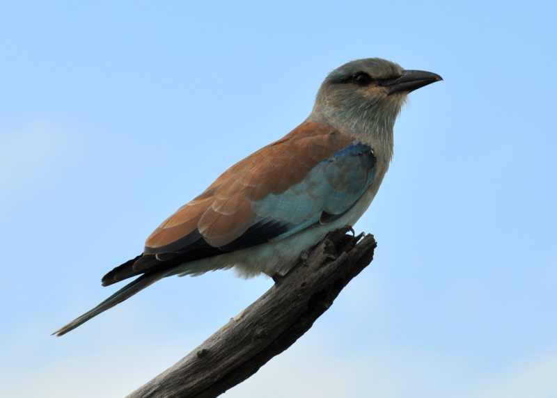 A European Roller on a typically exposed perch