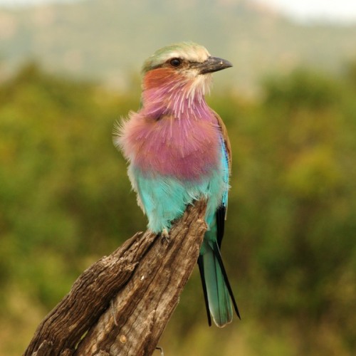 Lilac-breasted Roller at Renoster Pan in Kruger National Park