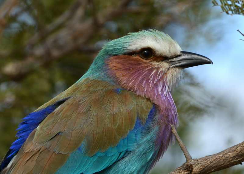 The Lilac-breasted Roller is one of South Africa's most beautiful birds