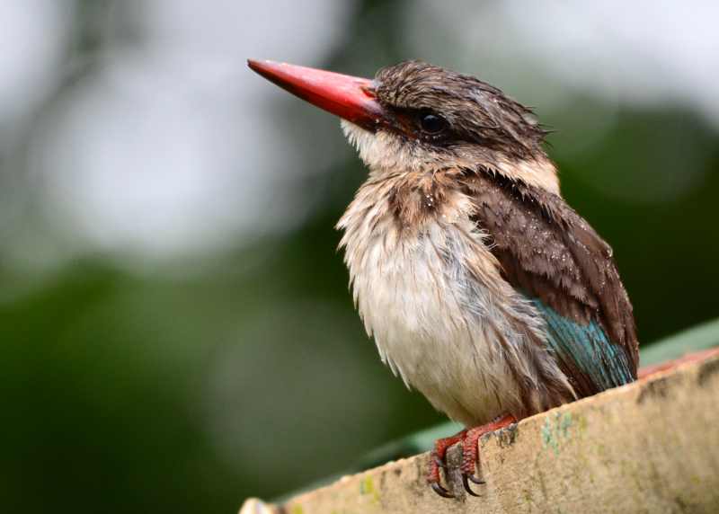 A Brown-hooded Kingfisher sitting in the rain