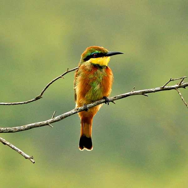 A Little Bee-eater watches for prey from a perch in Hluhluwe Game Reserve