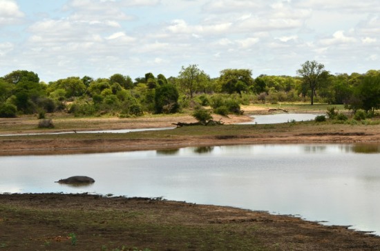 A Hippo at Nsemani