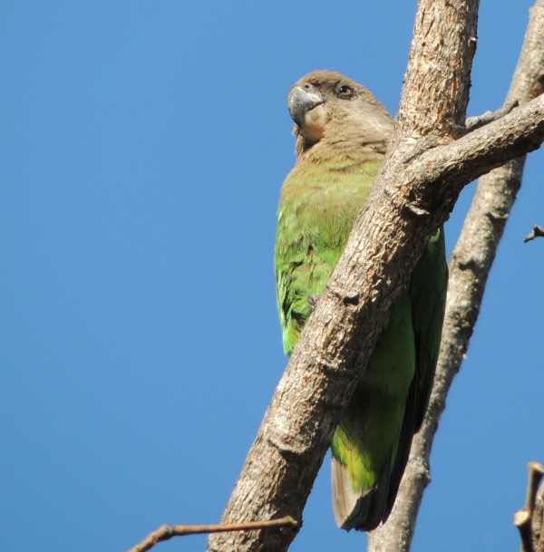 Brown-headed Parrot taken at Berg-en-Dal in Kruger National Park