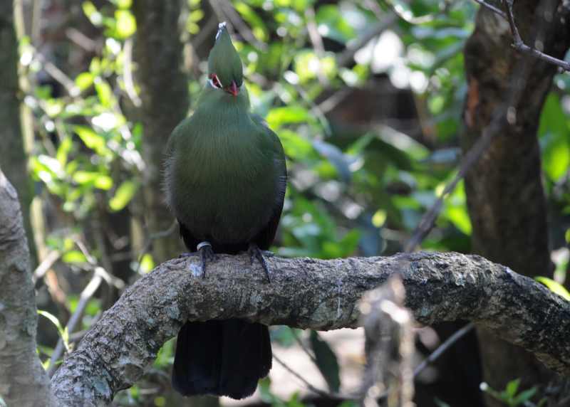 A beautiful Knysna Turaco in the aviary at New Germany Nature Reserve