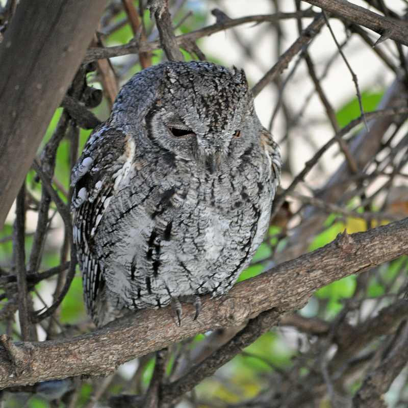 Photo of an African Scops Owl