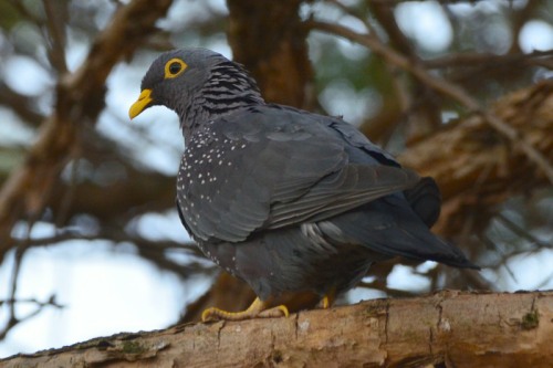 African Olive-Pigeon