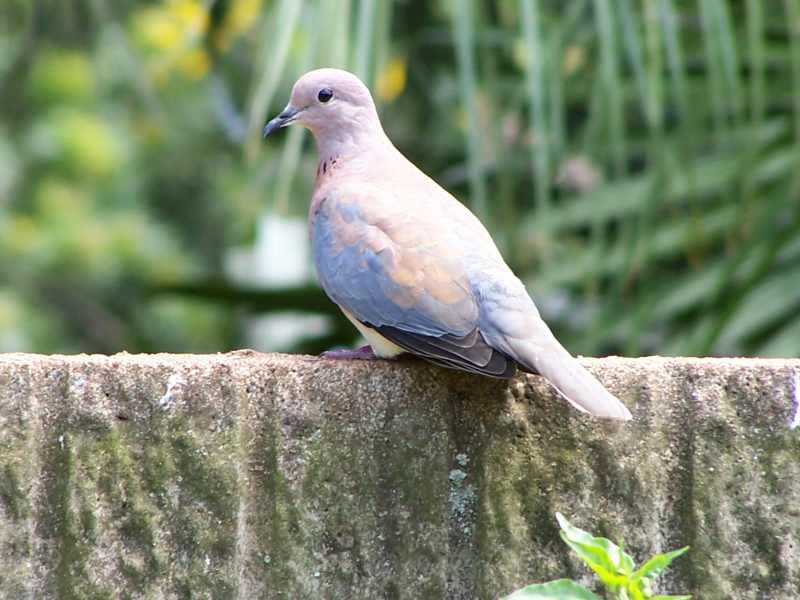A Laughing Dove perced on a wall